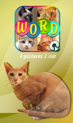 game pic for 4 pics 1 cat